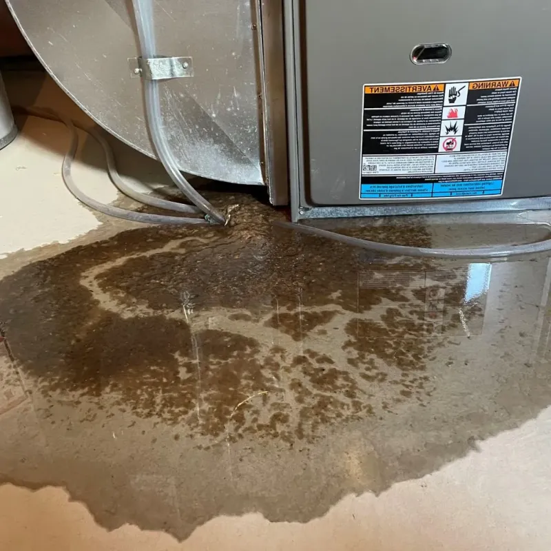 Pipe Burst and Leak Restoration in Williamson County, IL