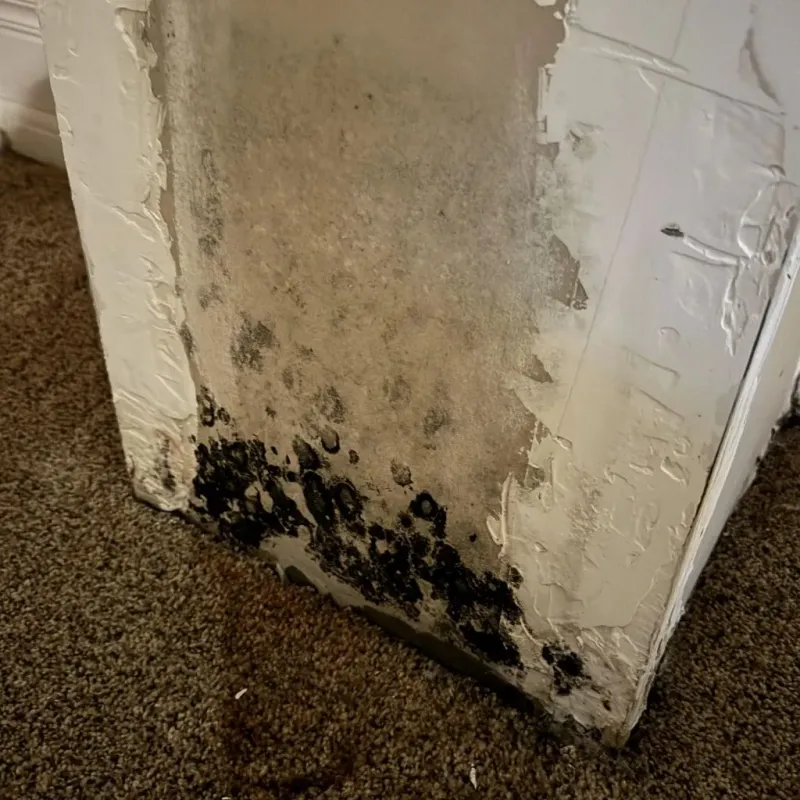 Professional Mold Removal in Williamson County, IL